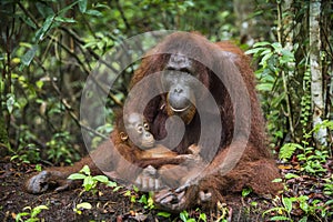 A female of the orangutan with a cub photo