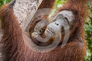 A female of the orangutan with a cub in a native habitat.