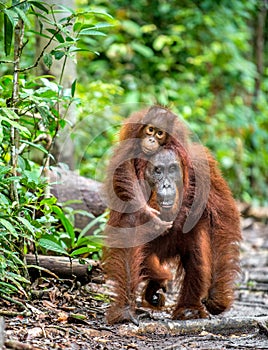 A female of the orangutan with a cub