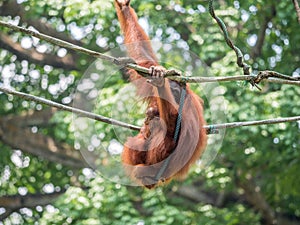 A female of the orangutan with a cub in the zoo