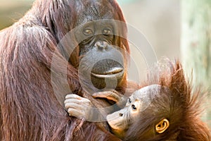 Female Orangutan Feeding Baby
