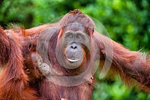 The female of the orangutan feeds a cub. A female of the orangutan with a cub in a native habitat. pongo pygmaeus wurmmbii.