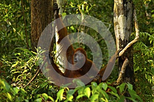 Female orangutan with her baby