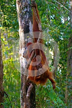 Female orangutan with her baby