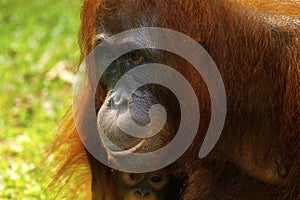 Female orangutan with her baby