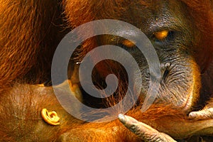 Female orangutan with her baby