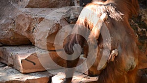 Female orangutan with her baby hanging on a structure