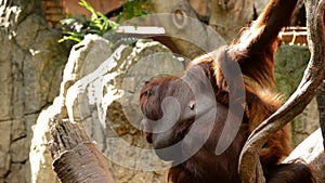 Female orangutan with her baby - Pongo pygmaeus