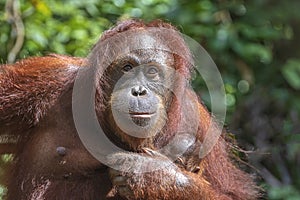 Female orangutan with her baby in the rainforest of island Borneo, Malaysia, close up