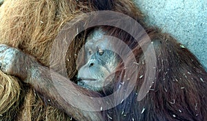 A Female Orangutan Hugs Her Mate