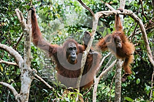 Female the orangutan with the kid.