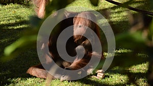 Female orangutan looking to camera