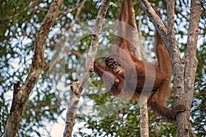 Female orangutan orang-utan - Borneo