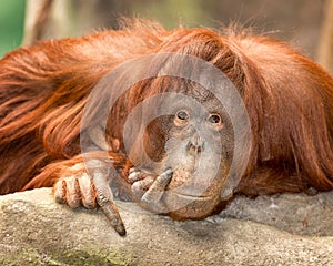 Female orangutan portrait