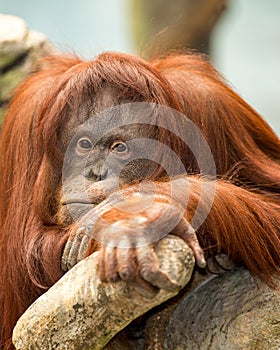 Female orangutan portrait