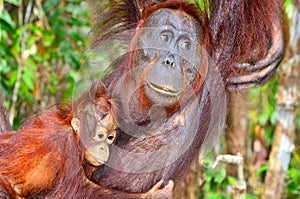 Female Orangutan relaxing with baby