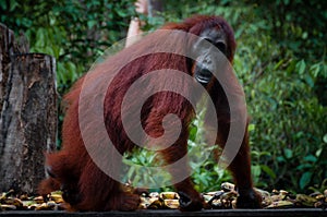 Female Orangutang walking in the jungle