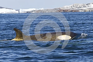 Female orca or killer whale floating along the Antarctic Islands