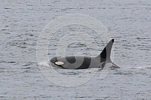 Female Orca Surfacing