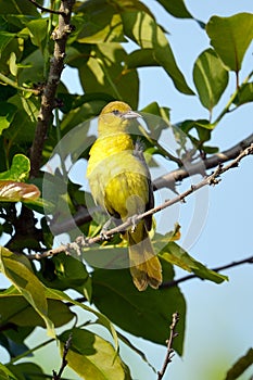 Female Orchard Oriole