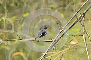 Female oriental magpie-robin