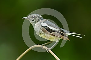 Female Oriental Magpie Robin