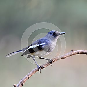 Female Oriental Magpie Robin