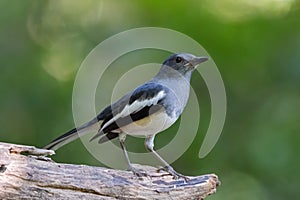 Female Oriental Magpie Robin bird in gray black and white perching on log