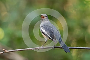 Female Oriental Magpie Robin bird in grey and white screaming lo