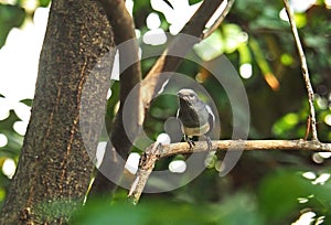 Female Oriental Magpie-Robin on Branch in The Jungle