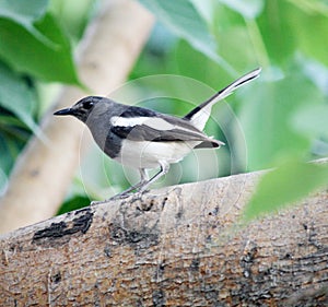 Female Oriental Magpie Robin (Copsychus saularis) looking for food : (pix Sanjiv Shukla)