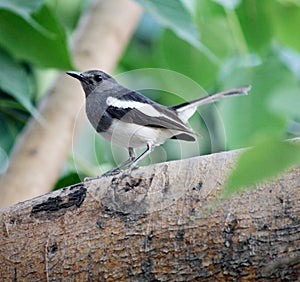 Female Oriental Magpie Robin (Copsychus saularis) looking for food : (pix Sanjiv Shukla)