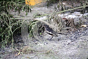 Female Oriental Magpie Robin (Copsychus saularis) looking for food : (pix Sanjiv Shukla)