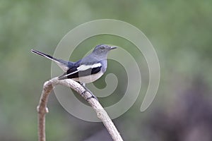 Female of Oriental magpie-robin Copsychus saularis making beautiful stance with tail wagging