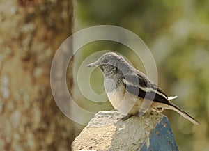 Female Oriental magpie robin, national bird of Bangladesh, sitting on a pillar