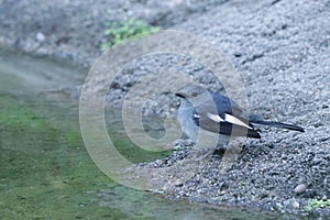 Female Oriental magpie-robin near a pond. Copsychus saularis.