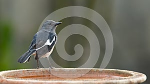 Female Oriental Magpie Robin perching on a clay bowl looking into a distance