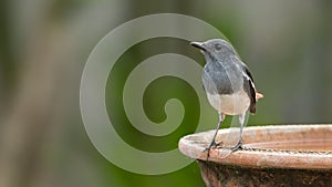Female Oriental Magpie Robin perching on a clay bowl looking into a distance