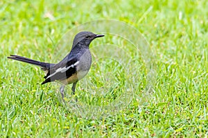 Female Oriental Magpie Robin perching on lawn looking into a distance