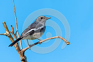 Female Oriental Magpie Robin perching on a perch looking into a distance