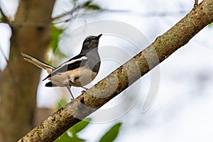 Female Oriental Magpie Robin perching on a tree in a park