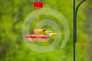 Female Oriole cautiously standing on patrol