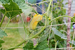 Female ornamental gourd flowers grow on a climbing vine