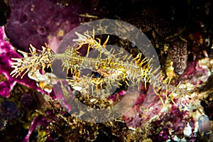 Female ornate ghost pipefish