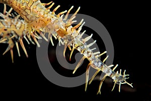 Female ornate ghost pipefish