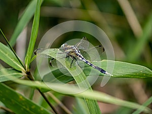 Female Orthetrum albistylum skimmer dragonfly photo