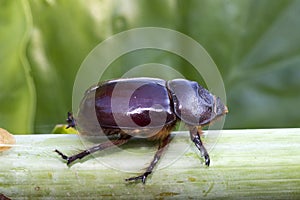 Female of Oryctes nasicornis