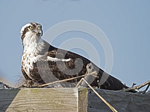 Female Osprey