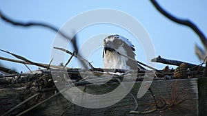 Female Osprey on Eggs Changes Places with Male Flying In