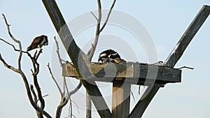 Female Osprey Feeding Baby Chicks Fish in the Nest While Male Looks on From Tree